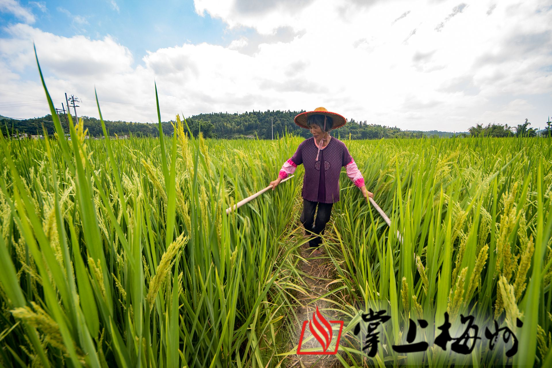 稻花飘香!"禾花相会"成就禾花的"浪漫之约"