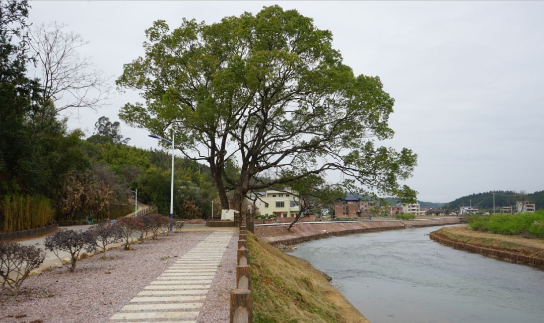 平远县河头镇向阳村:扶贫带来村蝶变