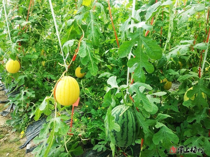 据介绍,园内主要种植了"众天""黑宝""琼丽""玲珑"等品种的精品西瓜.