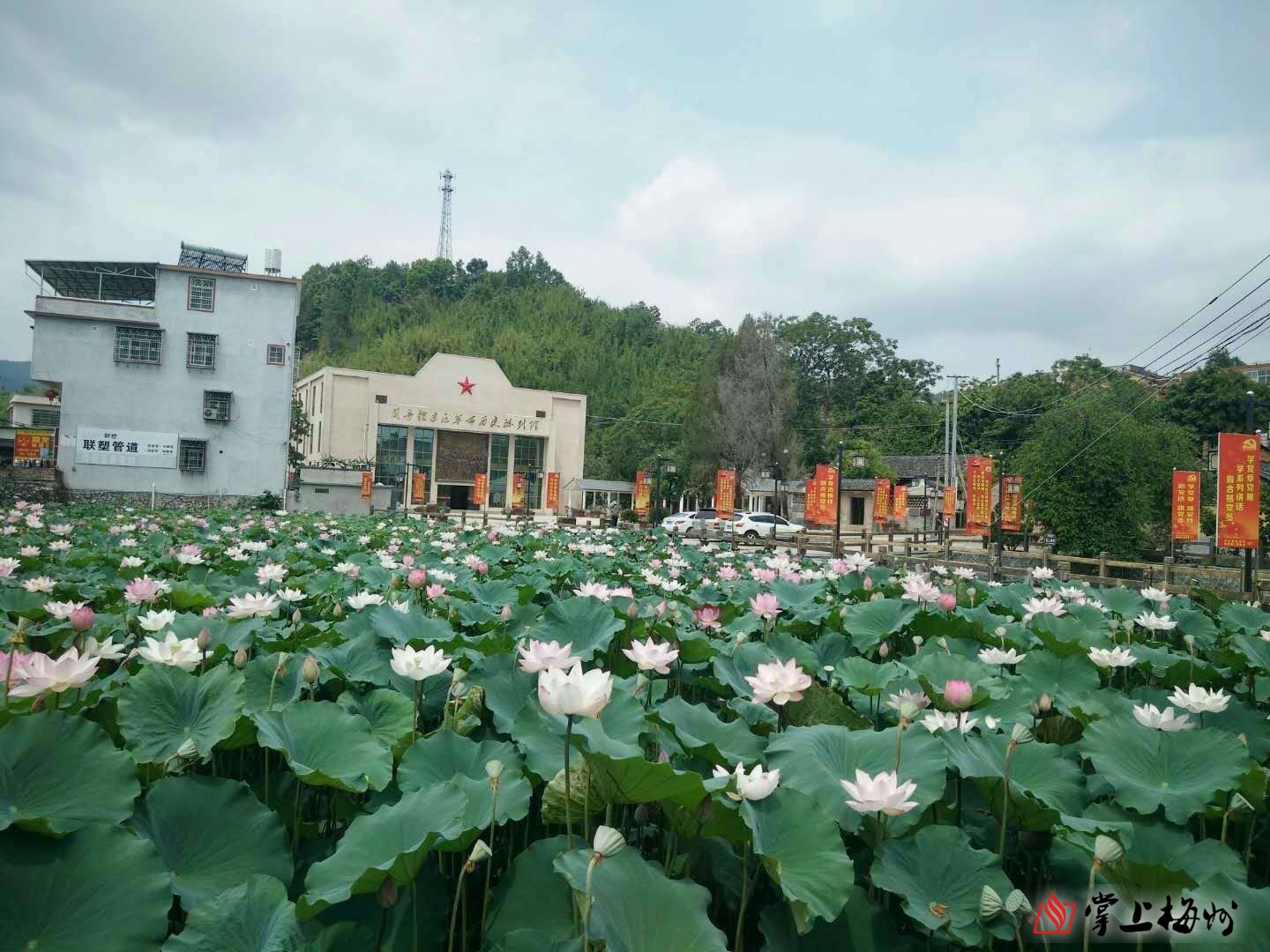 荷花开放时节,我们来到大埔县枫朗镇大埔角村中共南方工委旧址.