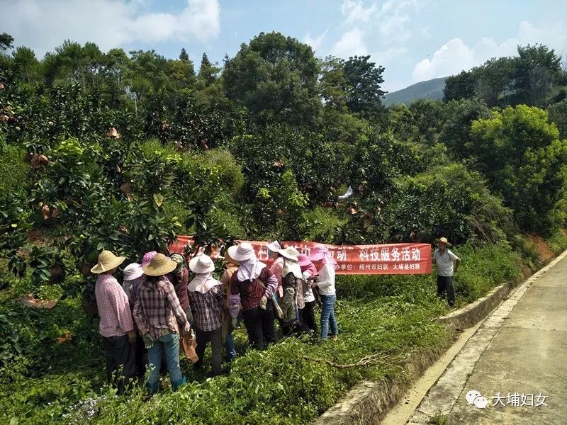 活动邀请中级农艺师李秋锋到梅州万川千红农业发展有限公司的蜜柚种植