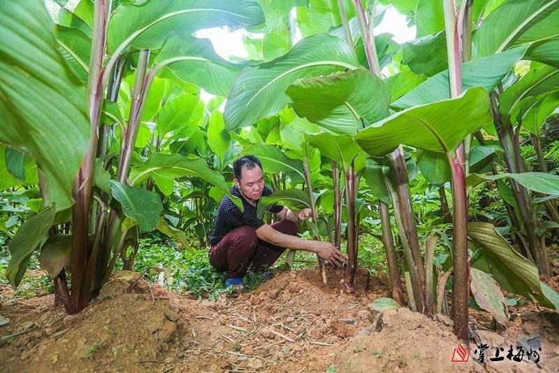 五华外出乡贤返乡种植芭蕉芋,今年产值将超千万元