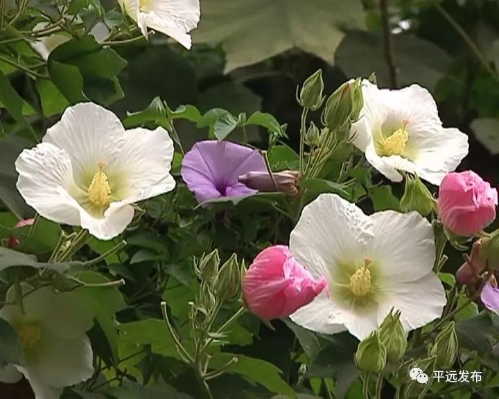 花潮来袭野生木芙蓉一日三色点缀平远美景