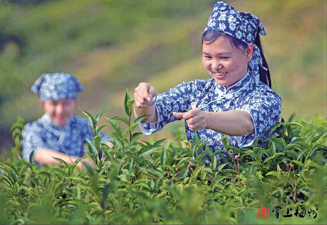 采茶姑娘.