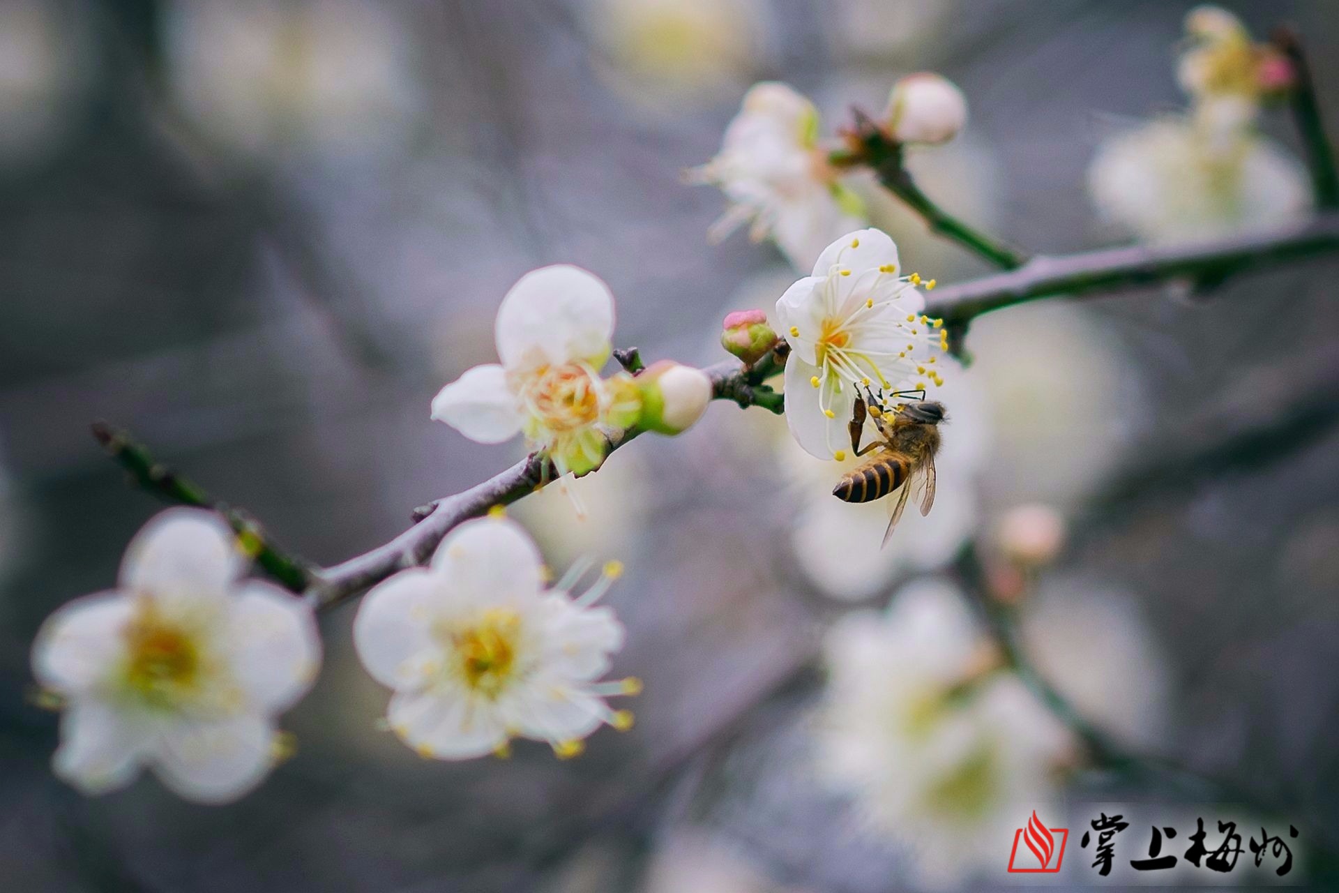 梅景如画引客来梅州各地梅花迎来盛花期