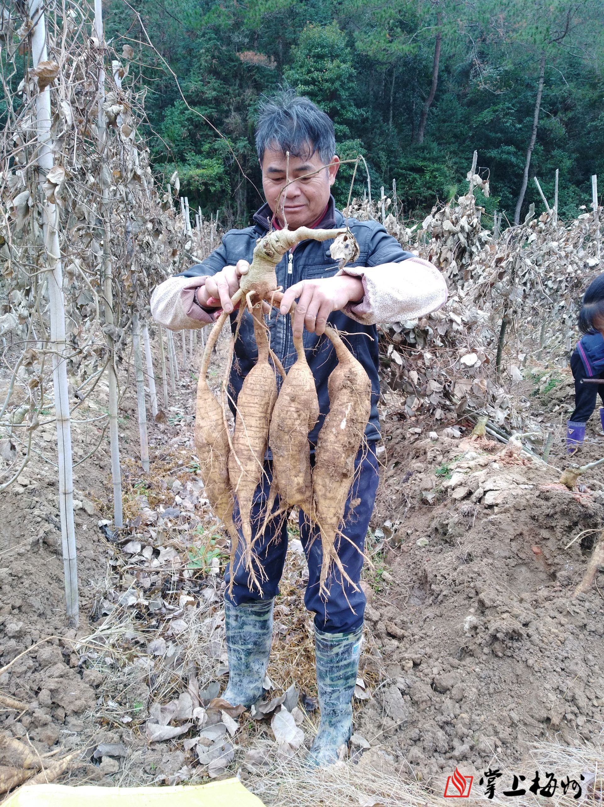 小葛根托起脱贫致富梦!平远筀竹村的脱贫致富路这样走