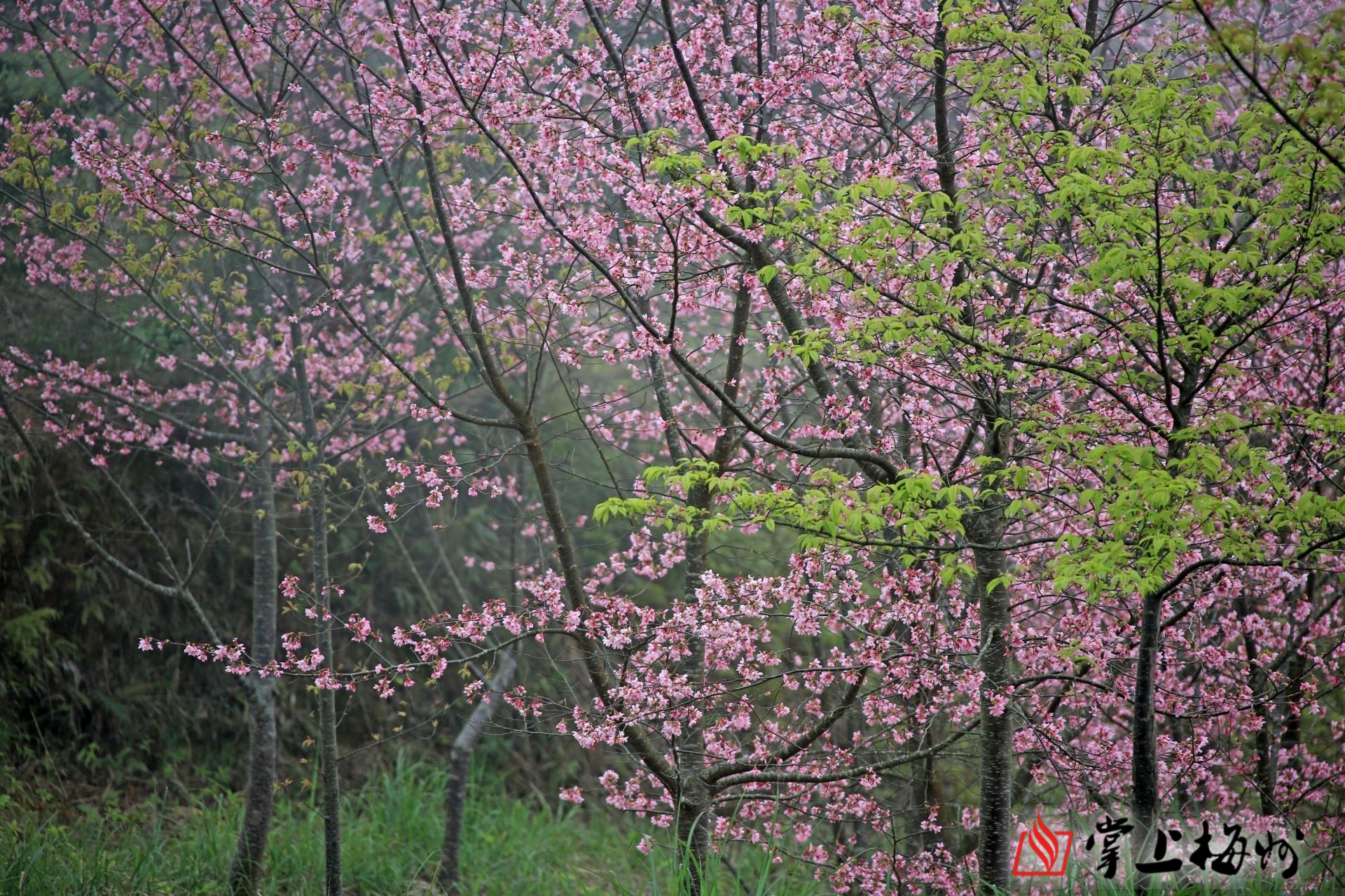 赏樱正当时!明山嶂樱花盛放,快来邂逅梅州最美的春天