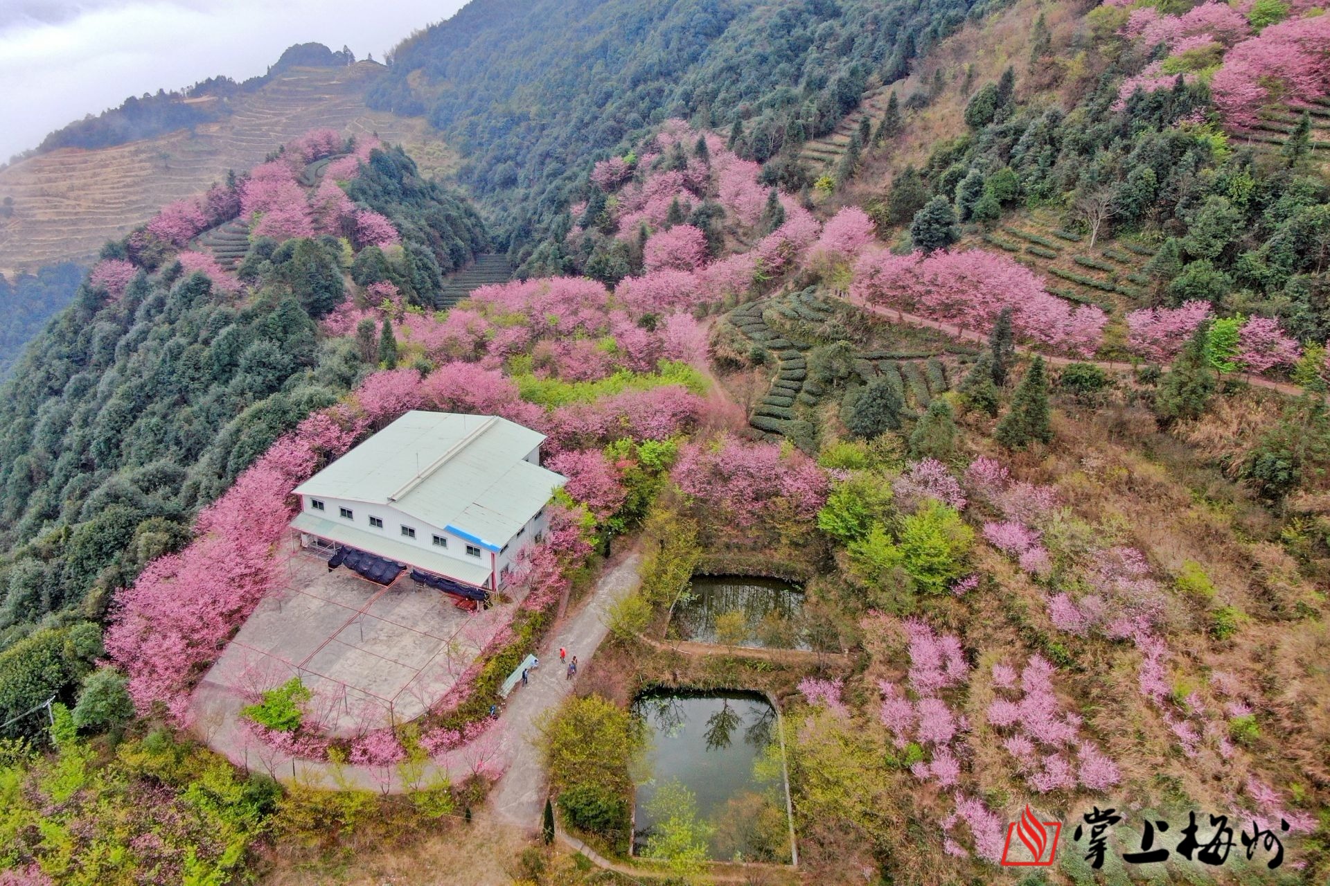 赏樱正当时!明山嶂樱花盛放,快来邂逅梅州最美的春天