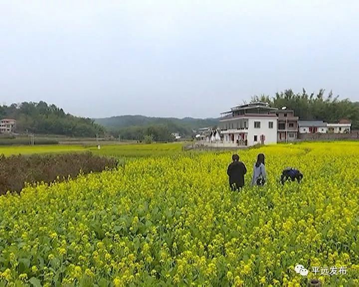 约吗平远长田镇30亩油菜花竞相开放太美了