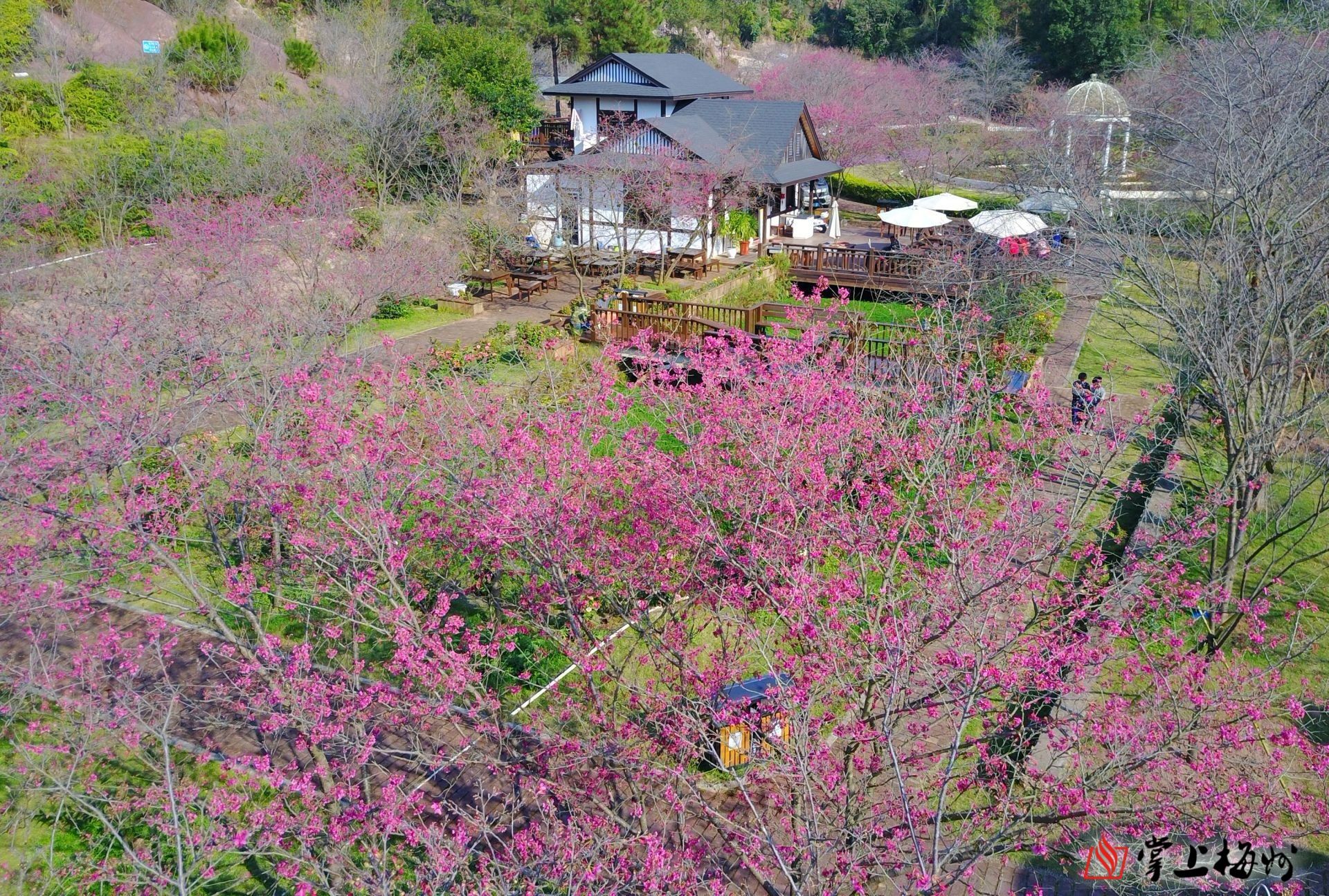 樱花谷爱丽丝庄园:樱花第一谷_掌上梅州