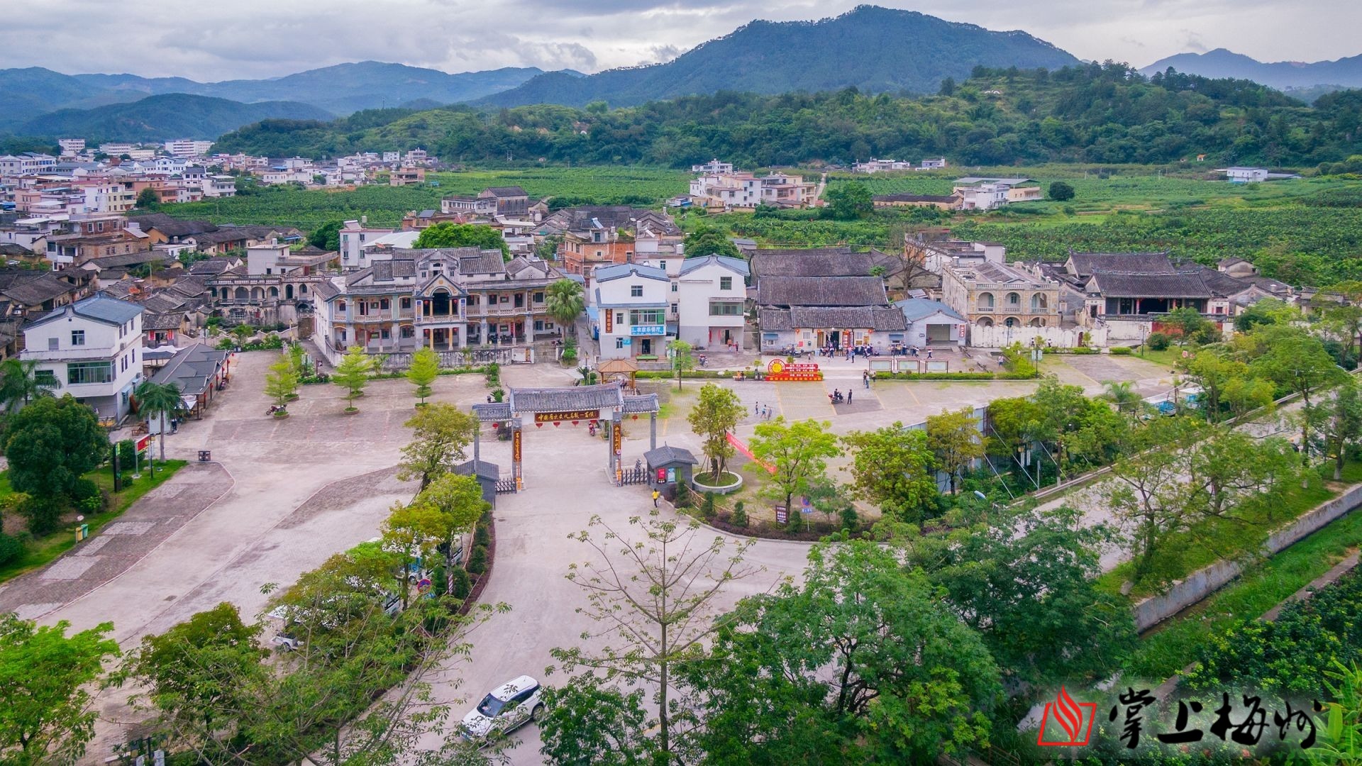 (连志城 摄)走进大埔县大麻镇大留村新建的湿地公园,美人蕉,绿草坪