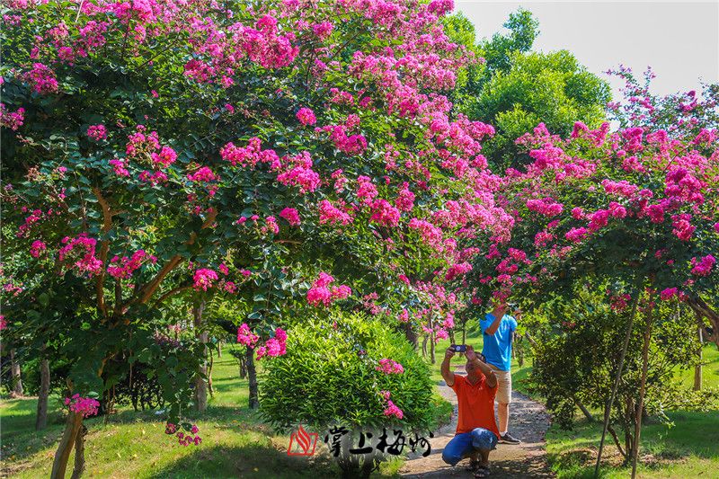 时值盛夏,平远县曼佗山庄的千株紫薇花悉数绽放,又现满园芳菲之美景