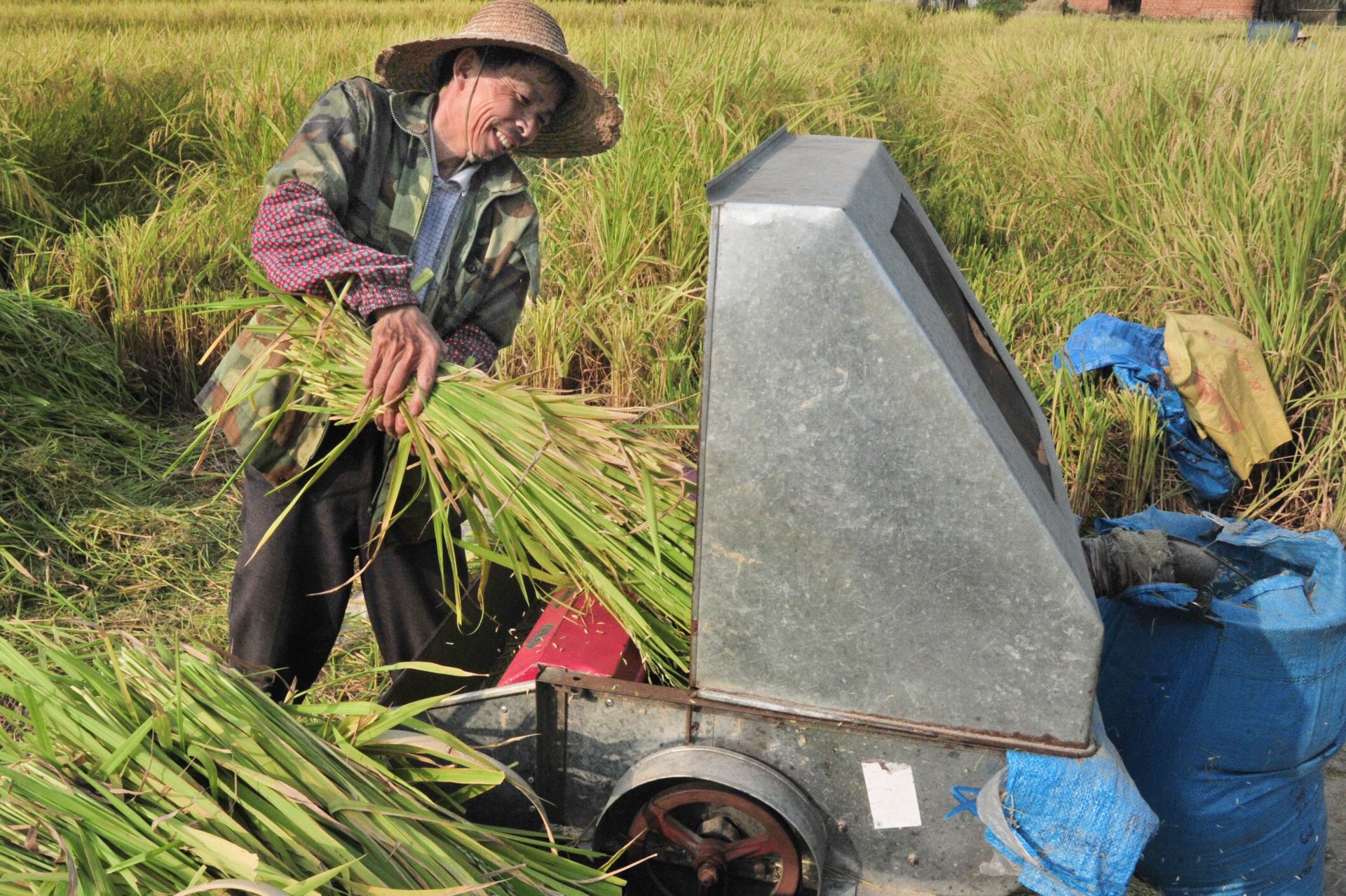 农民在用打谷机给稻谷脱粒.