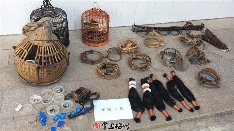 捕野鸟把自己捕进去了丰顺两人涉嫌非法狩猎被刑拘