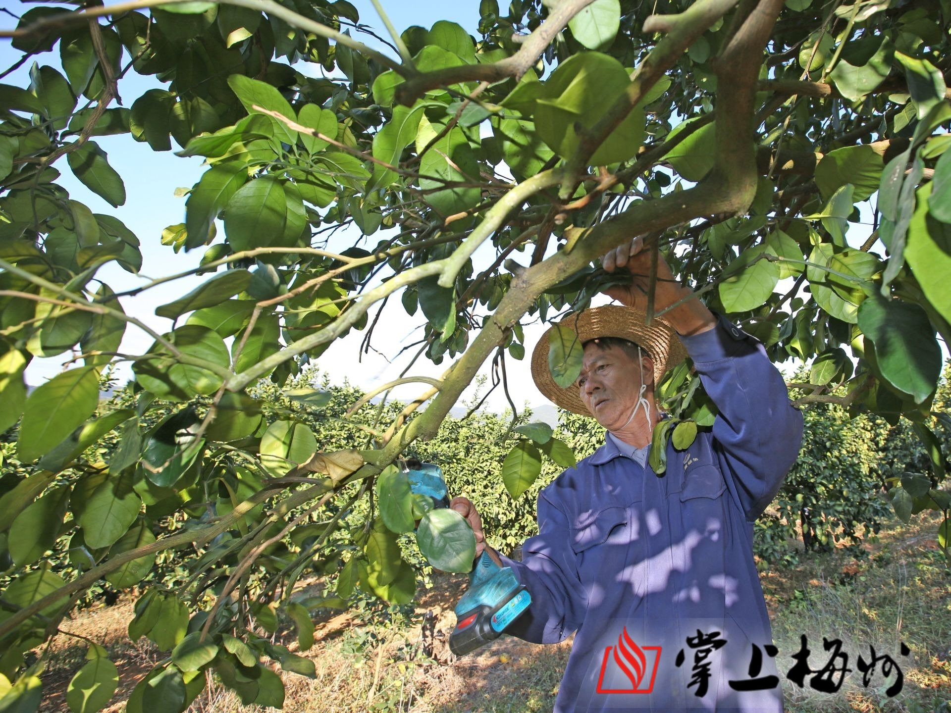 石扇镇助农服务中心经营主体技术队员正在对柚子树进行枝条修剪.