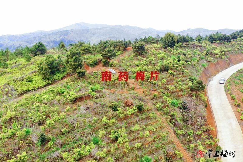 耕绿造"富!神奇树叶铺开平远脱贫致富路