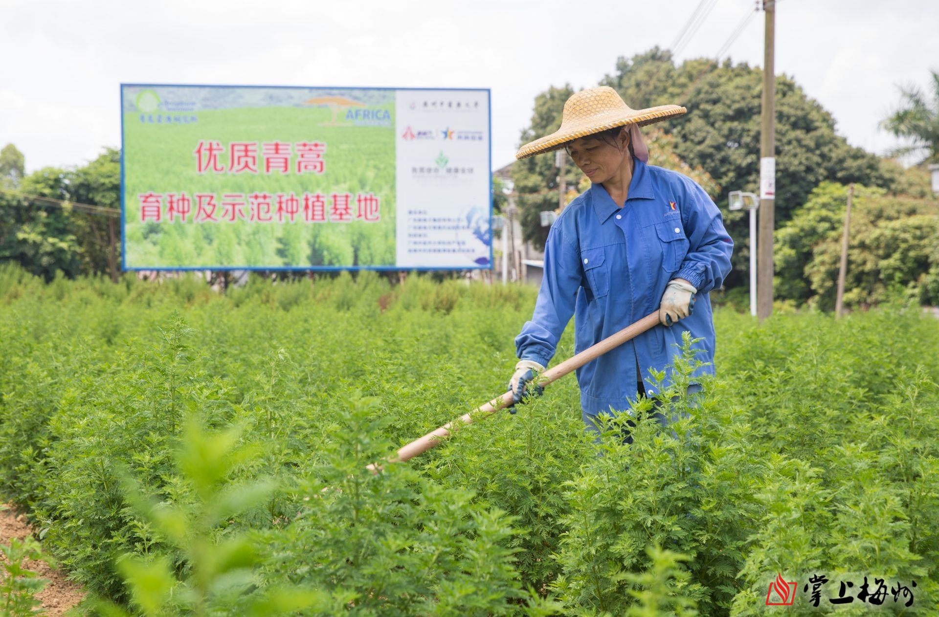 擦亮瑰宝,推动中医药振兴发展,梅州开出这些"药方.