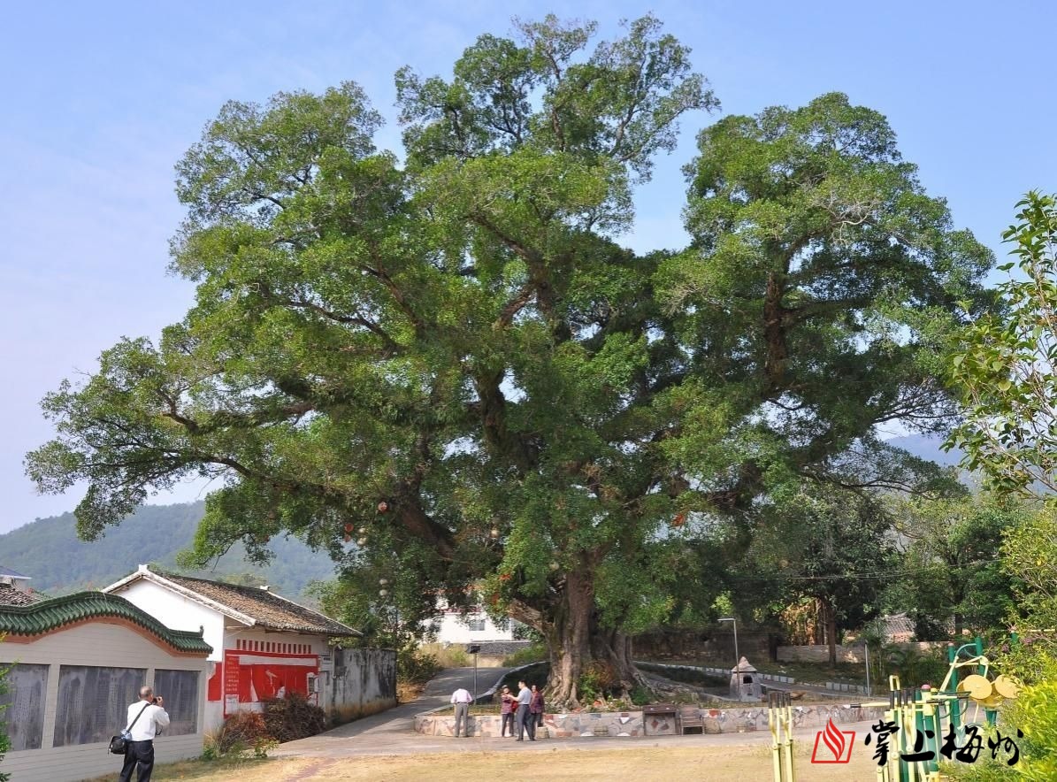 梅州市最美古树名木之榕树:平远县大柘镇程北村榕树(雅榕)