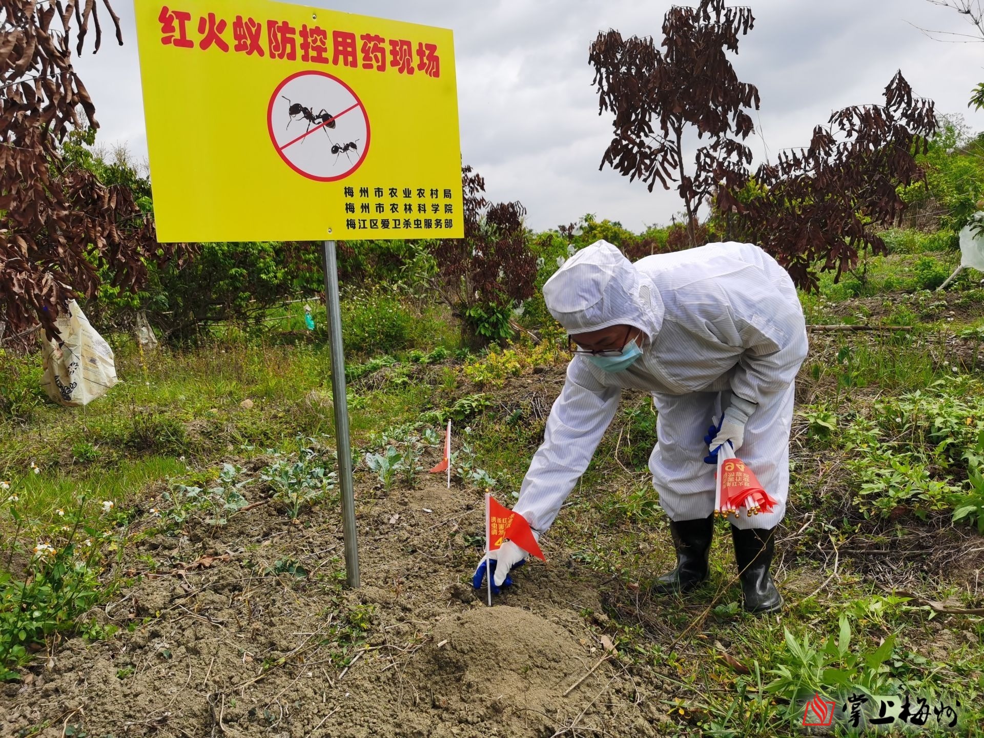 梅州市红火蚁联合防控工作推进会召开群防群治力争将红火蚁危害降到最