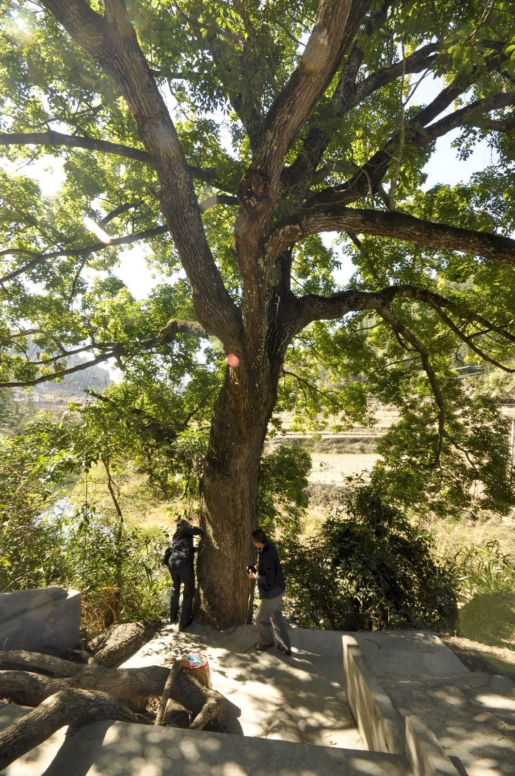 梅州市最美古树名木之樟树:平远县泗水镇文贵村樟树