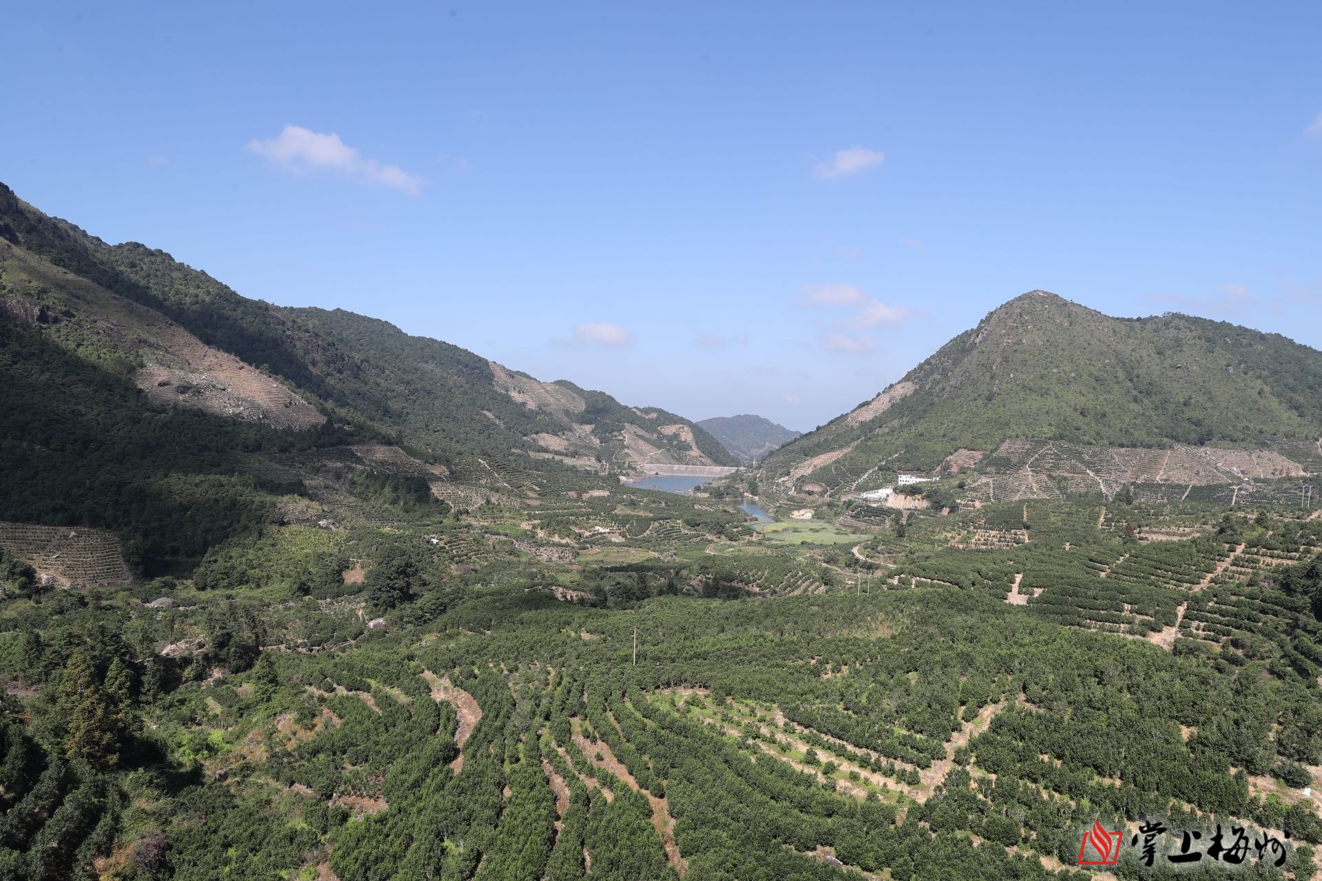 潭江镇凤坪村的连绵茶山.(胡金辉 摄)