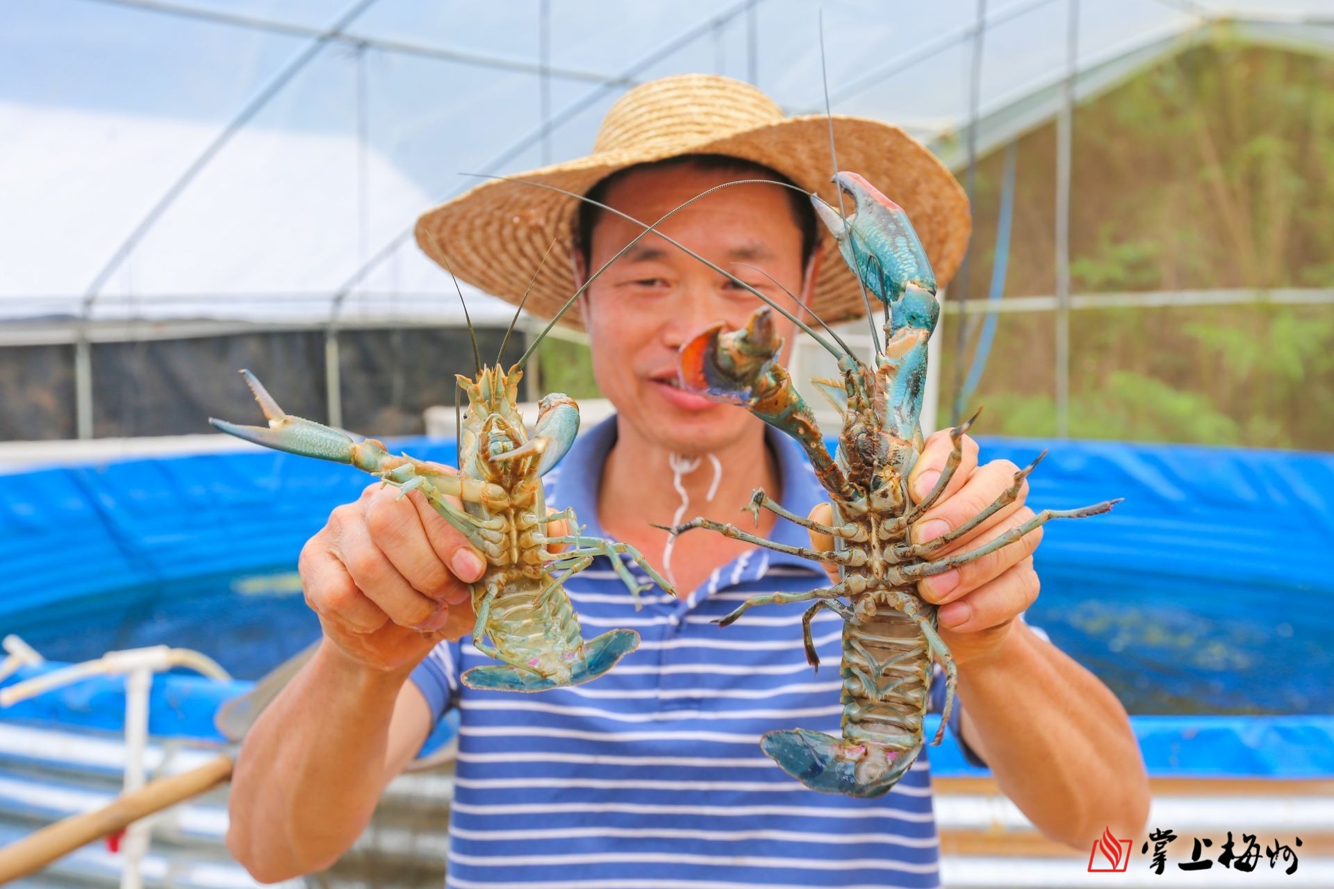 味蕾冲击梅县清连村澳洲淡水龙虾陆续上市个头有半个手掌大