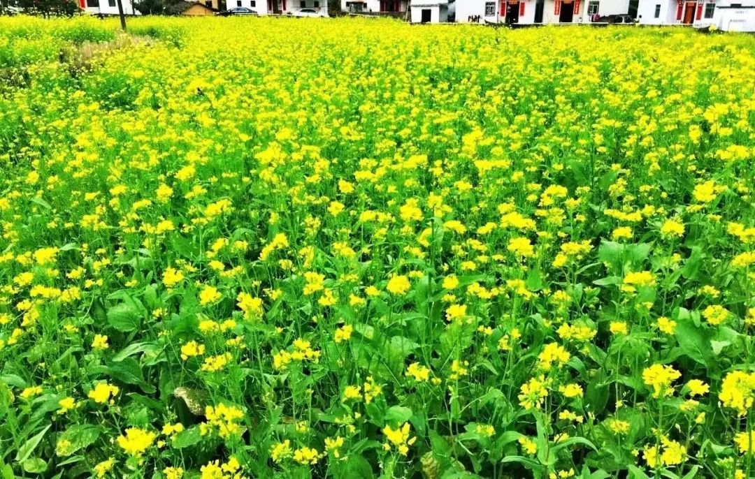 一片黄！丰顺黄花村，来打卡！