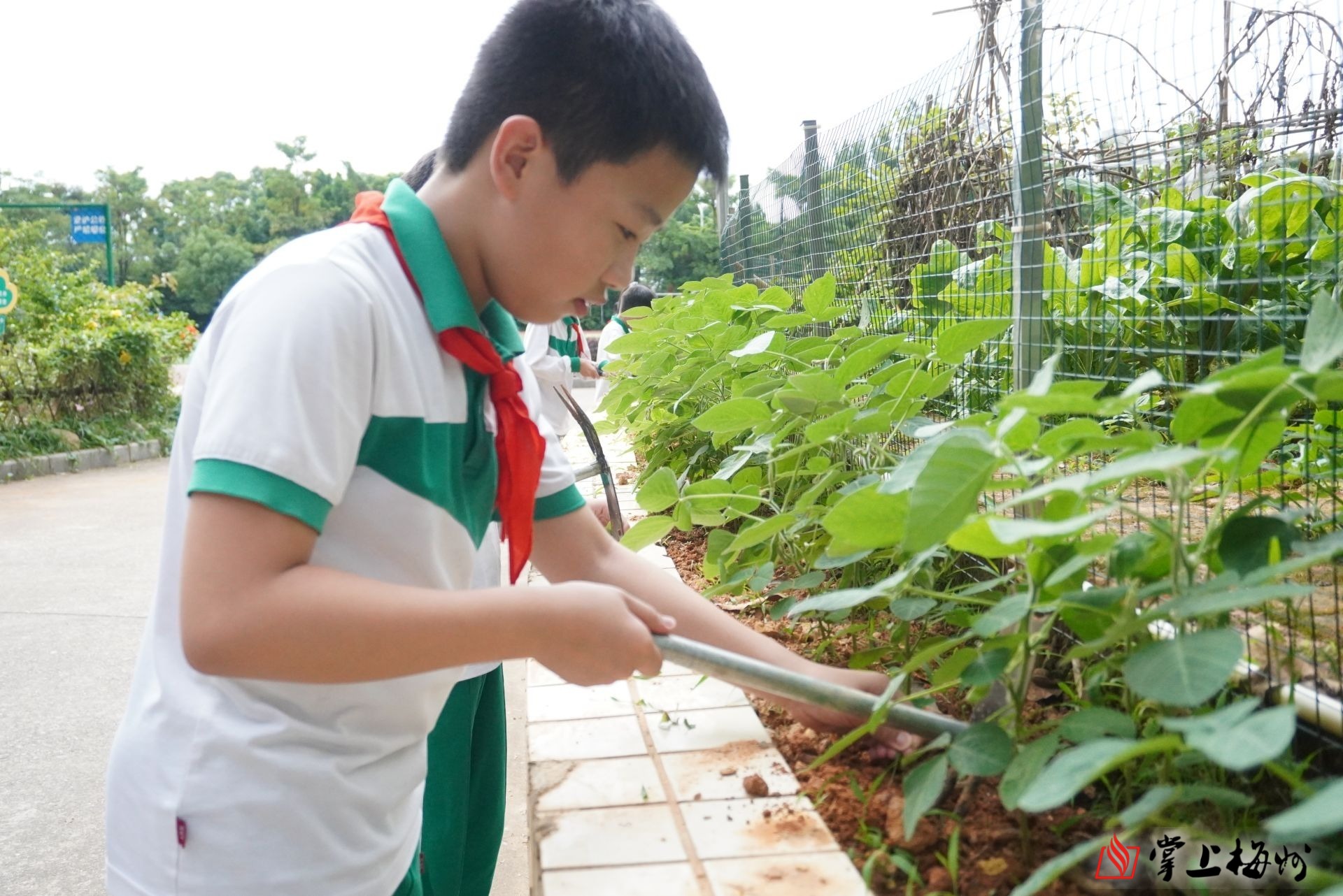 劳动教育接地气体验生活强技能我市各中小学积极开展形式多样的劳动课