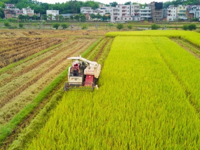 田间粒粒米串起产业链！五华县全力推动丝苗米产业发展驶入“快车道”