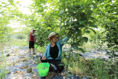 撂荒地→“致富果”，梅县梅西镇罗墩村百香果种植基地迎来丰收！