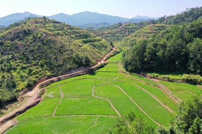 种出好“丰”景！平远长田高南村撂荒地种上了优质水稻