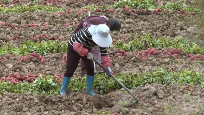 开挖上市！平远县仁居镇上远村80亩高山红薯首迎丰收