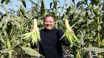 撂荒土地复耕，长出金色“丰”景！梅县区畲江镇成山村玉米种植基地迎来丰收季
