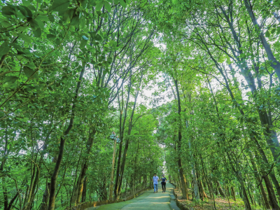深入推进林业高质量发展！2023年首个梅州市总林长令印发