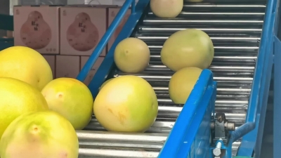 梅州V视 〡 兴宁蜜柚“抢鲜”上市，线上线下销售旺