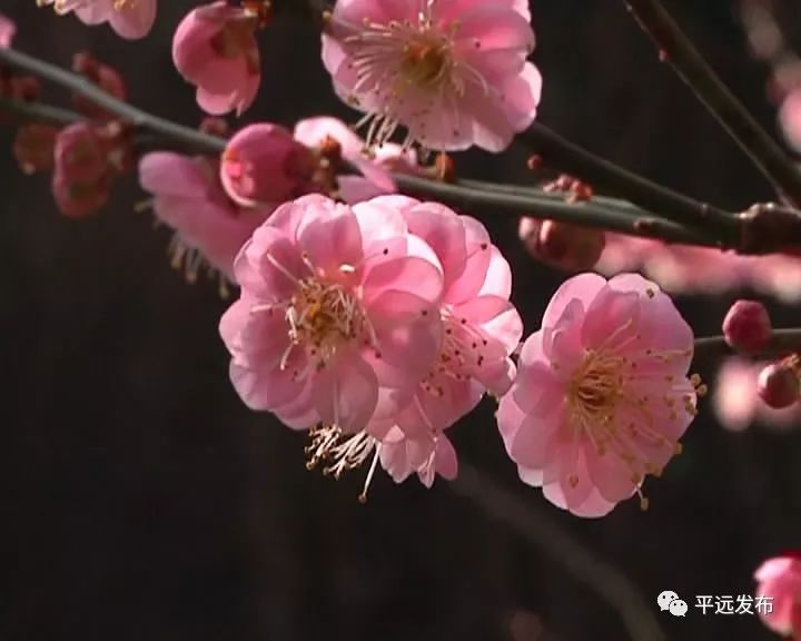 东山中学梅县新城分校占地面积_东山中学梅县新城分校_东山学校梅县新城分校