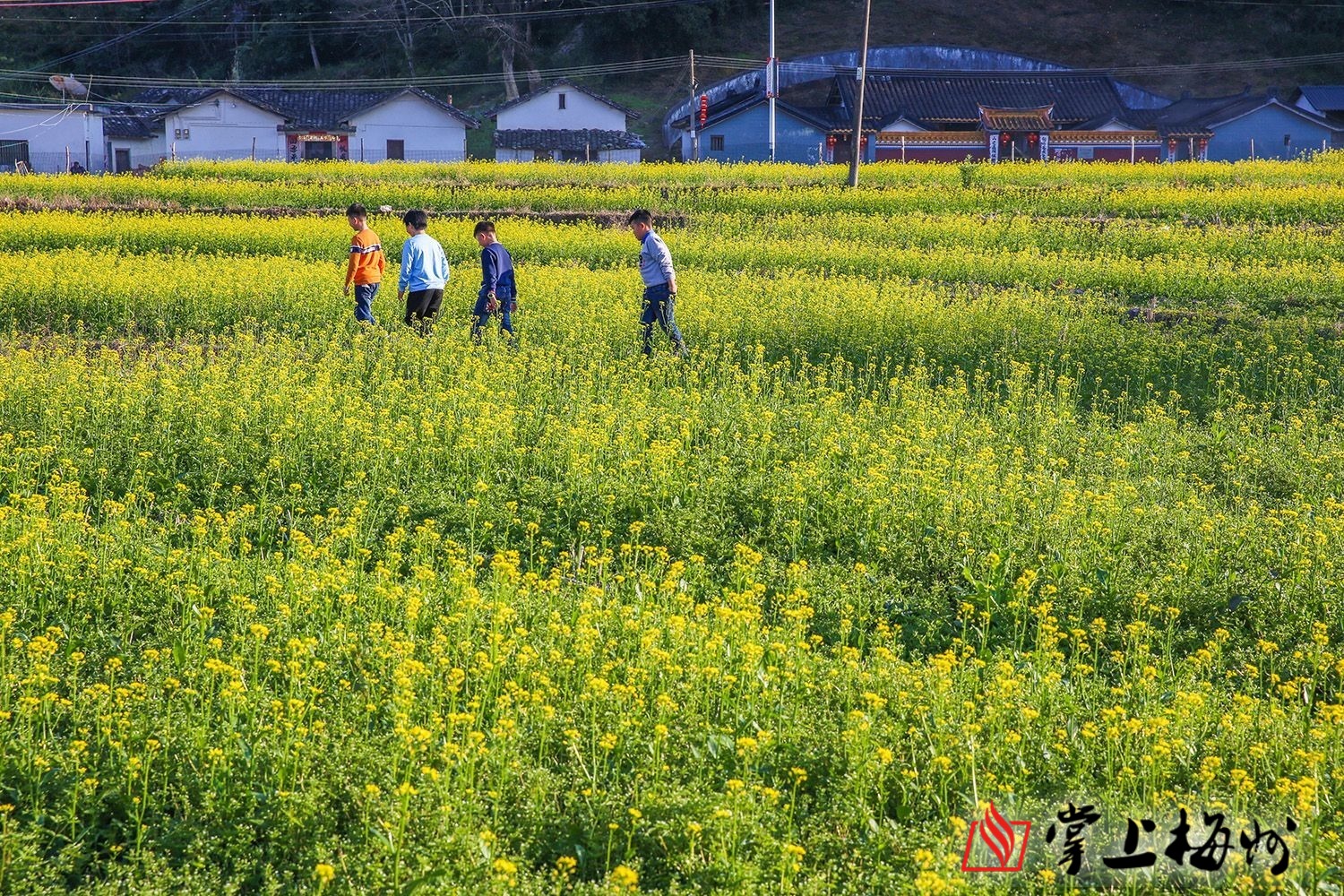 近日,豐順縣砂田鎮黃花村油菜花競相綻放,成片金燦燦的油菜花在微風