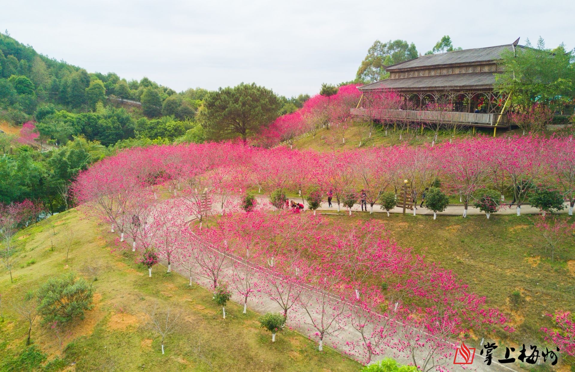 一起去梅县南口麓湖山赏花么?