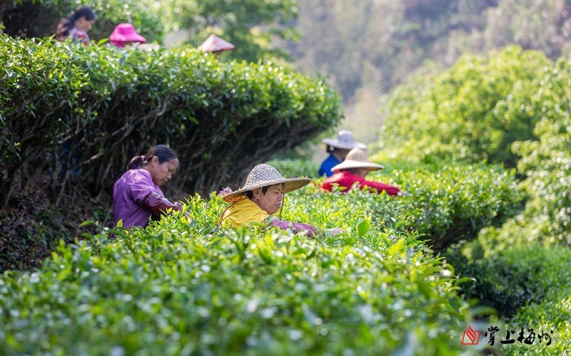 蕉岭华侨农场蕉特茶产区的茶山一片忙碌的景象(连志城 摄)
