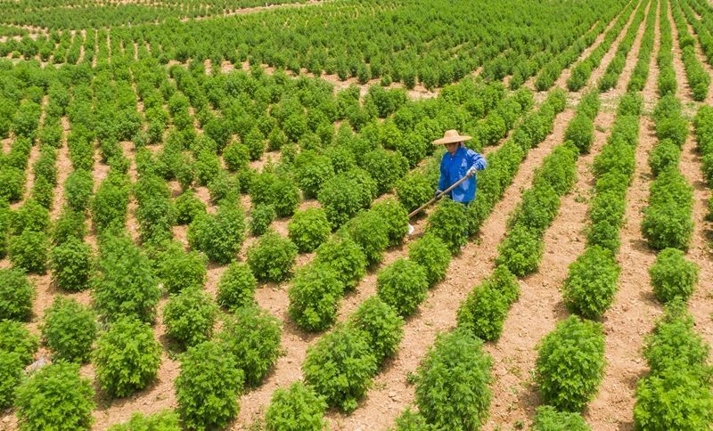 药业公司以"公司 基地 农户"的模式,开始在丰顺大力发展青蒿种植产业