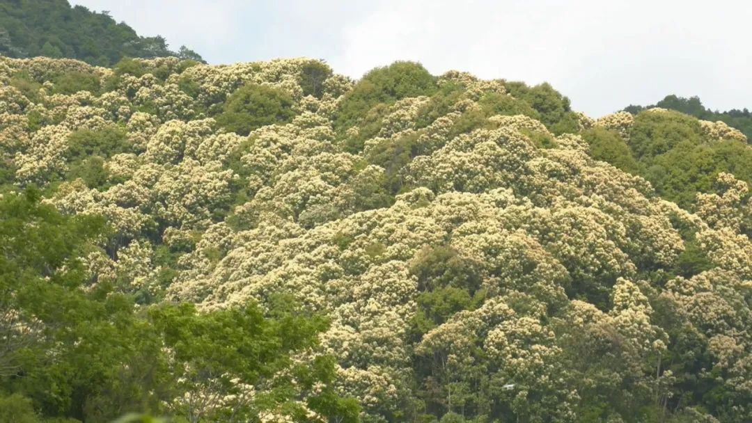 5月7日上午,记者在八尺镇黄沙村一带的山岭看到,青山上密密层层黎蒴树