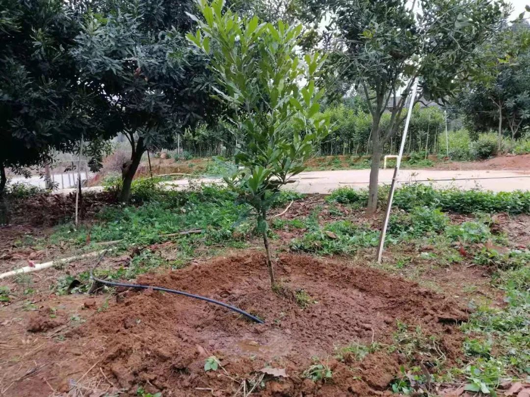 教您澳洲坚果种植的小秘密