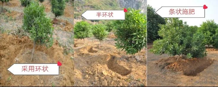 教您澳洲坚果种植的小秘密