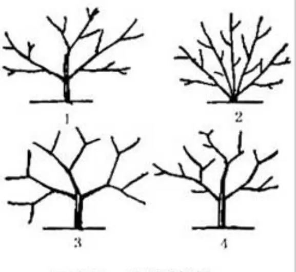 自然开心形树体结构图片