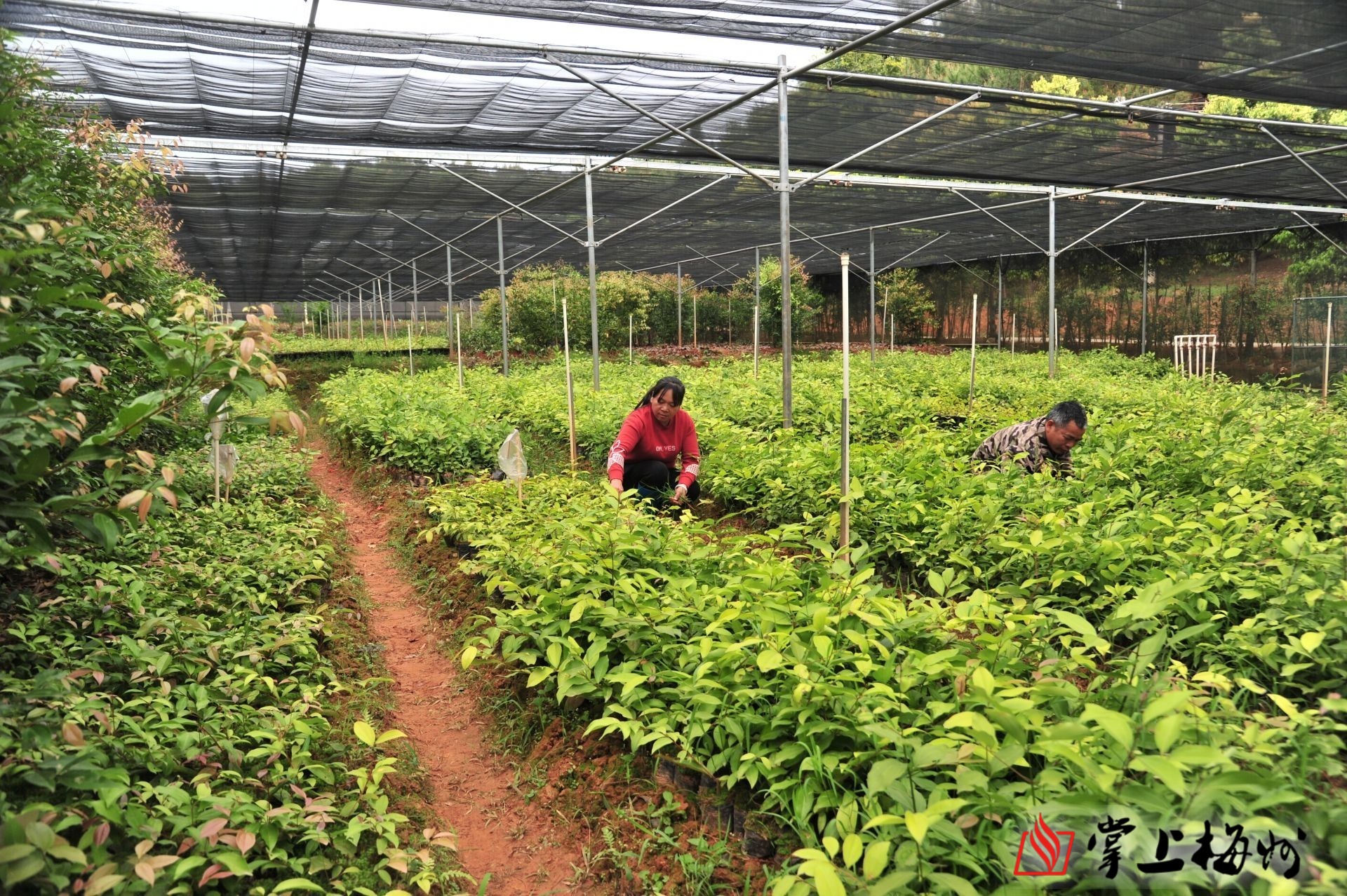 "在参观完华清园公司梅片种植基地及梅片精深加工产品展厅后,姚