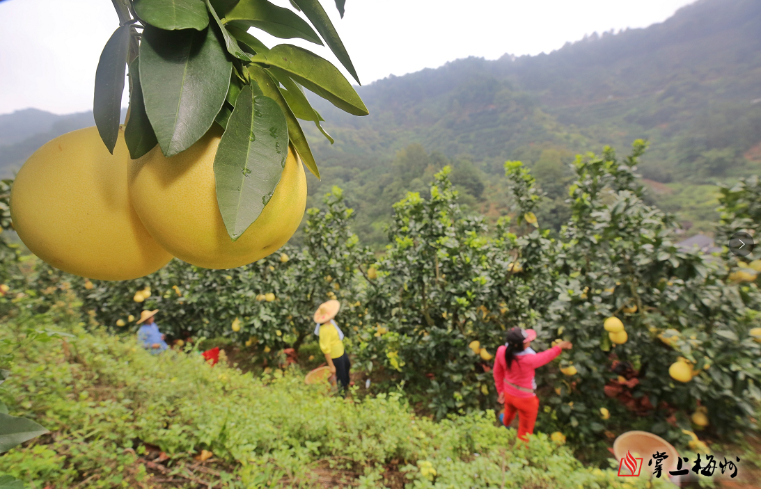 是广东最大的柚果产区,全国重要的柚果产区,全球最大的沙田柚生产基地