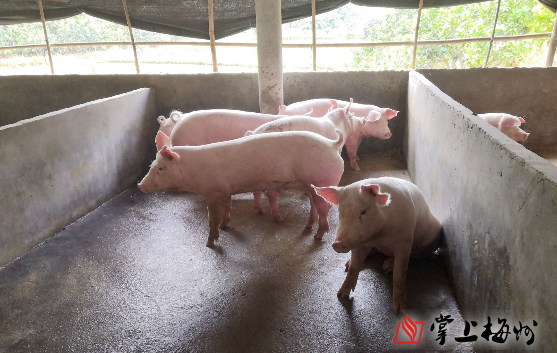 五华贫困户的"超有机猪"要出栏了,能赚大价钱!多亏搭上了这趟车.