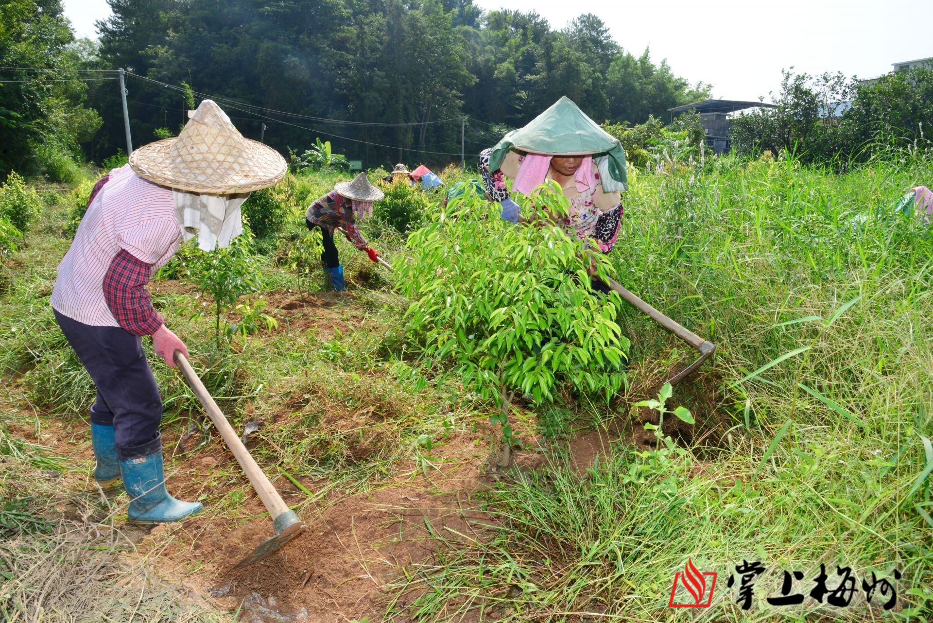 梅片树扎根平远政民企携手写下一片叶子富一方百姓佳话