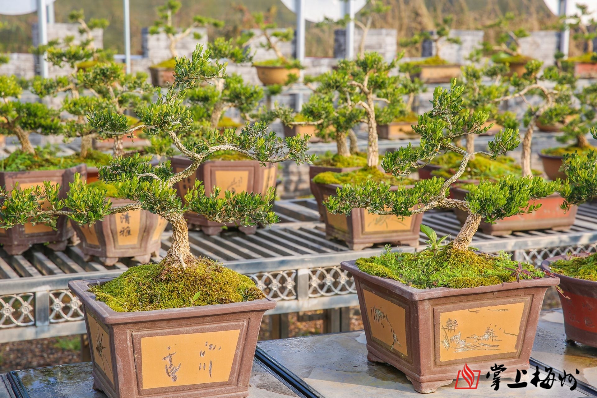 形状各异的黄杨盆景