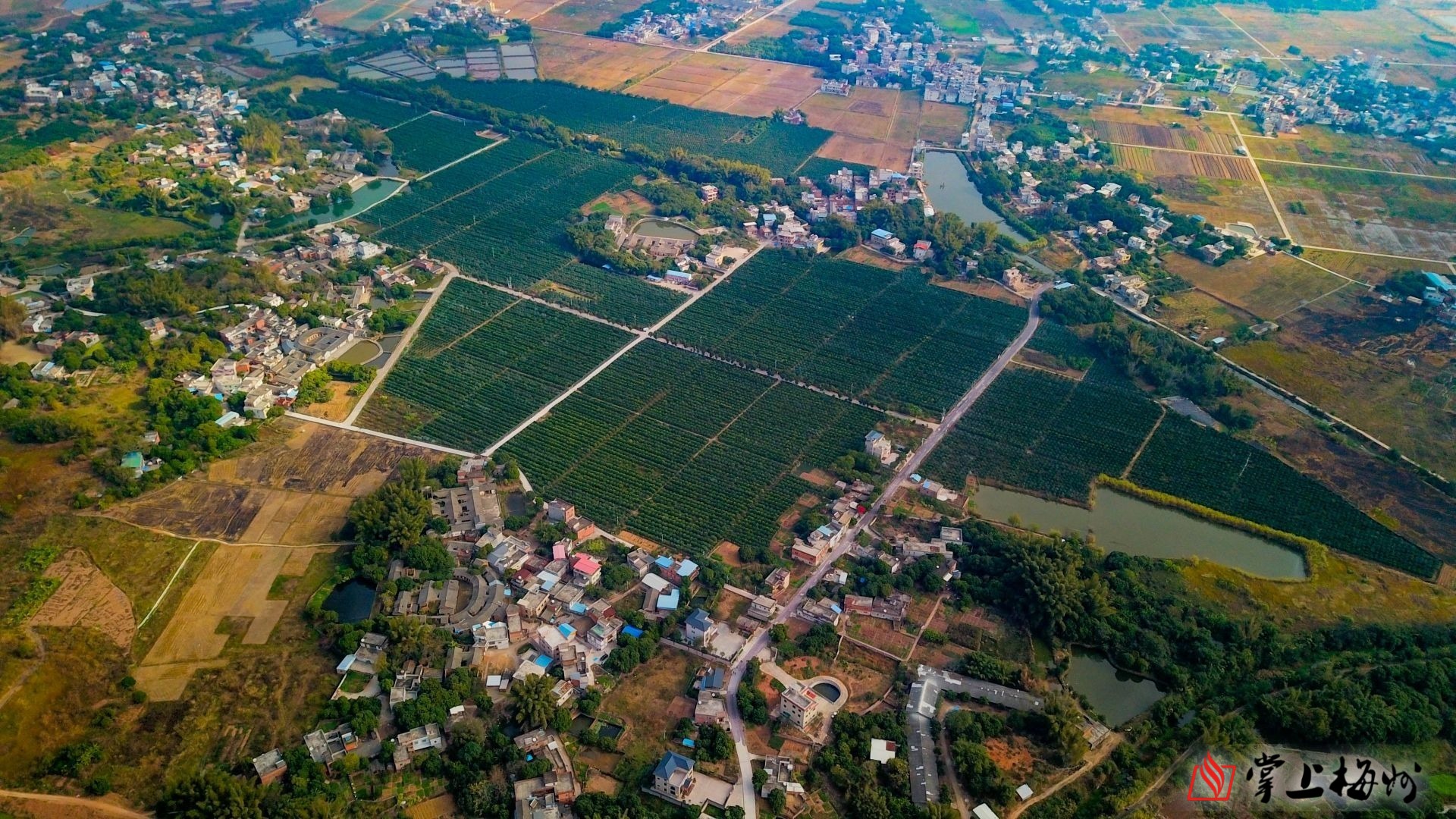 一走进兴宁市龙田镇坪见村粤香柑高效种植示范基地,一阵柑橘清香扑面